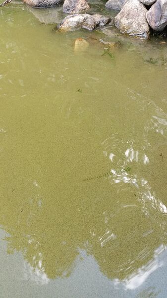 Tiedosto:20170723 125710.jpg