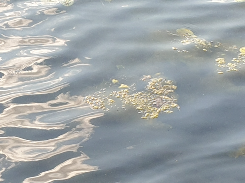 Tiedosto:Ei nimeä (04.151.1.034)-Kaihunlahti-Pohjoisranta-tunneli-ObsIMG-202408091054-66b5cc3f6343f.png