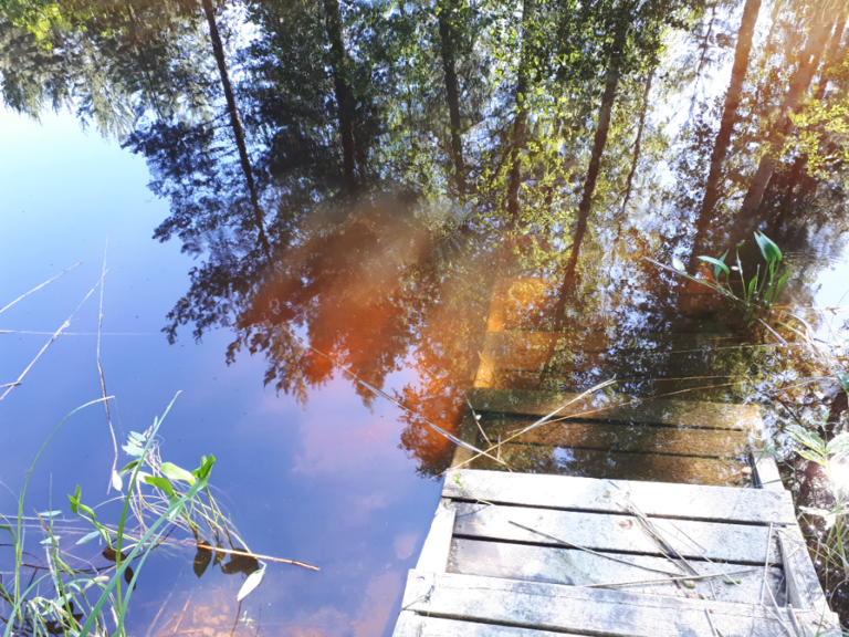 Kallavesi (yhd.)-Rotarien sinileväseuranta (Puutossalmi)-ObsALG-202406261120-667c689f737e7.png