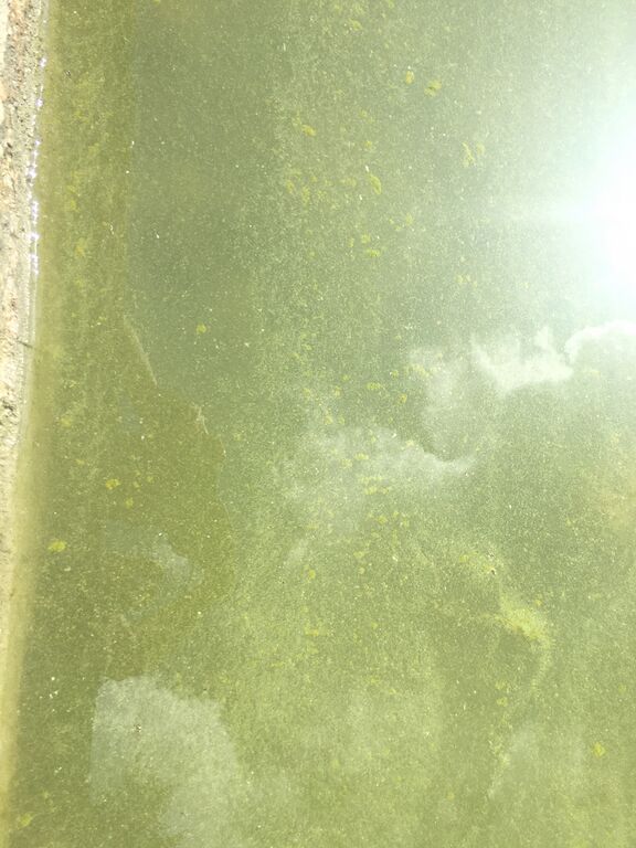 Paimionselän keskiosa-Havaintopaikka 3-ObsIMG-201907181228-45.jpg