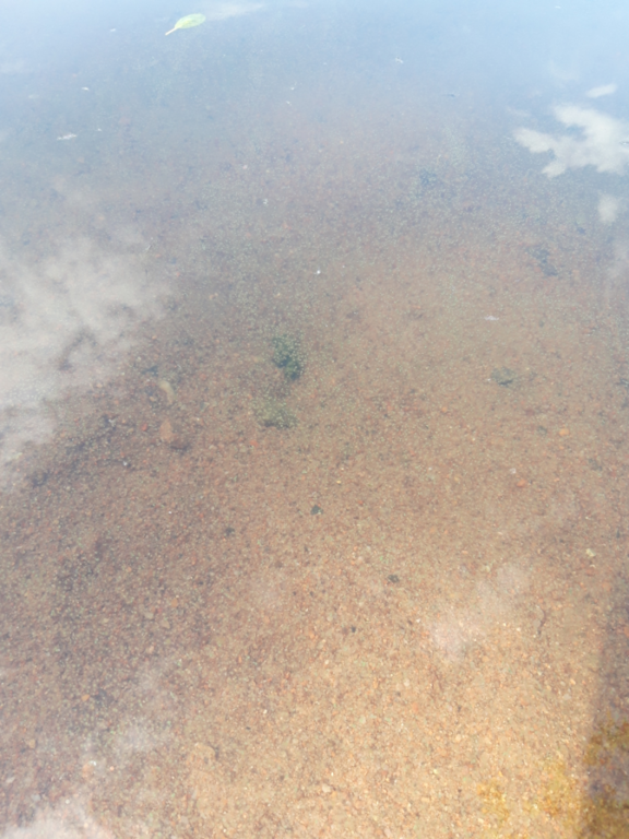 Pyhäjärvi (34.031.1.001)-Valtakunnallinen sinileväseuranta (Katismaan uimaranta)-ObsALG-202106220844-60d2cb844d137.png