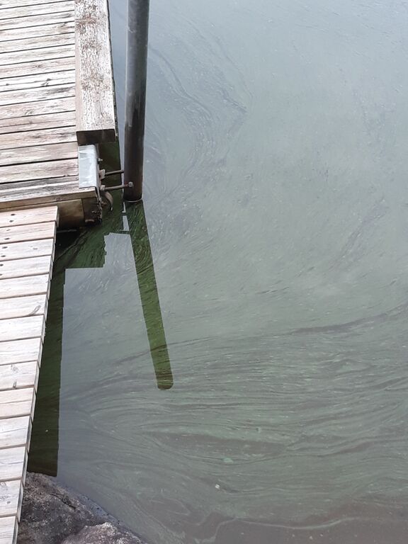 Pyhäjärvi (35.211.1.001)-Valtakunnallinen sinileväseuranta (Kranstolpan uimaranta)-ObsALG-201909100947-80.jpg