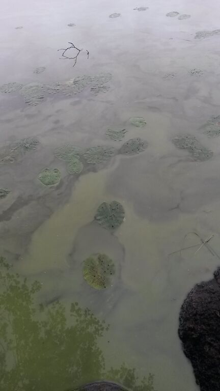 Ylimmäinen Savijärvi (35.745.1.002)-Ylimmäinen savijärvi-ObsALG-201707251914-10.jpg