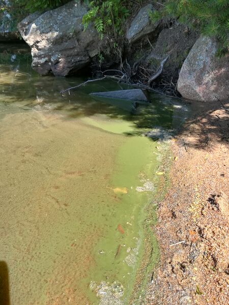 Tiedosto:Kuorinka (04.317.1.001)-Ranta -ObsIMG-201907211301-31.jpg