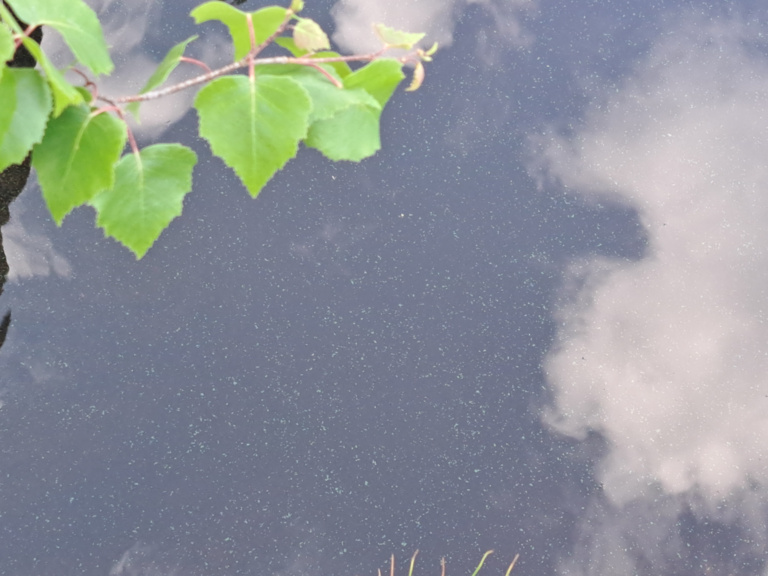 Luodonjärvi (99.110.1.001)-Valtakunnallinen sinileväseuranta-ObsALG-202506261300-1750933916049.png