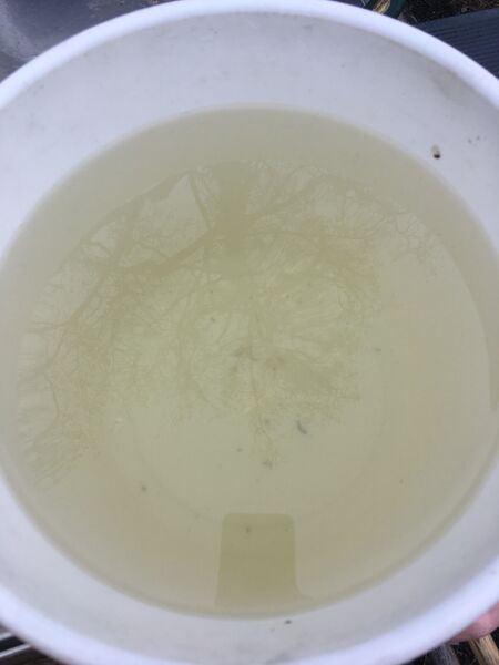 Tiedosto:Velkuan - Iniön välisaaristo-Heilunsalmi-ObsSECCHI-202004121304-97.jpeg