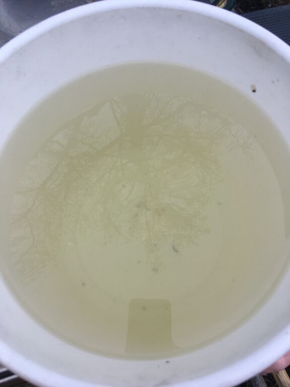 Velkuan - Iniön välisaaristo-Heilunsalmi-ObsSECCHI-202004121304-97.jpeg