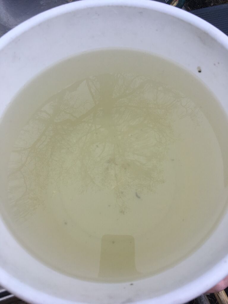 Velkuan - Iniön välisaaristo-Heilunsalmi-ObsSECCHI-202004121304-97.jpeg