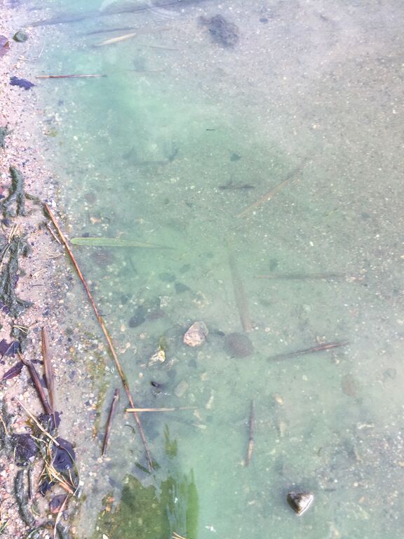 Kallavesi (yhd.)-Vaajasalo, eteläranta-ObsIMG-201909101725-40.jpeg