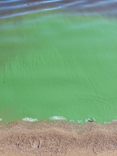 Tiedosto:Lappajärvi (47.031.1.001)-Havaintopaikka 9-ObsIMG-202208141333-62f8cfc232977.png