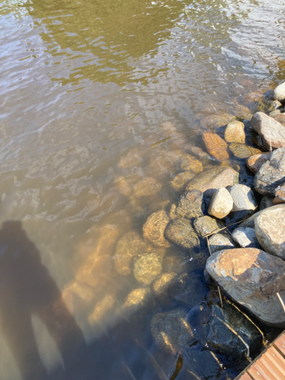 Päijänne (yhd.)-Valtakunnallinen sinileväseuranta (Majutvesi)-ObsALG-202207051321-62c410c0ca1db.png