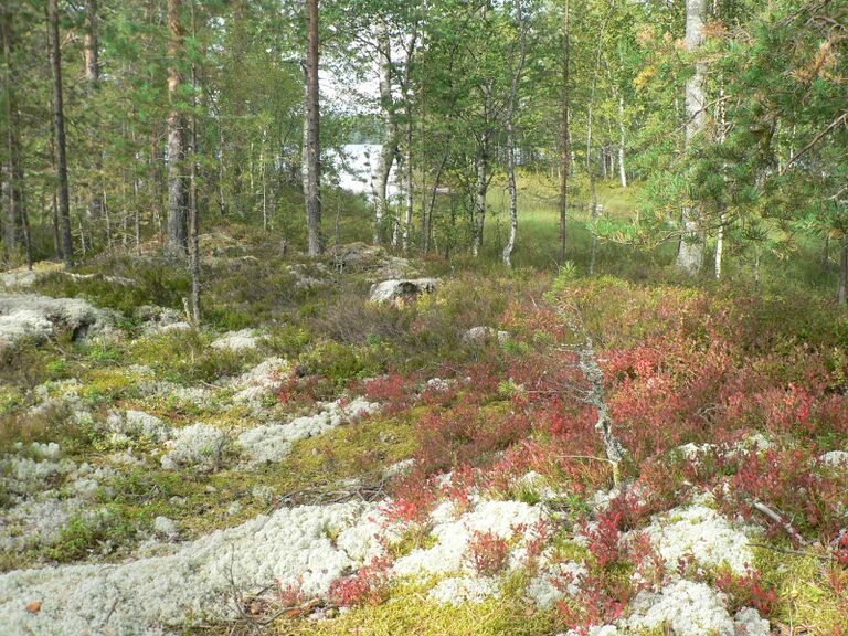 Rojakan jäkälät.JPG