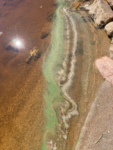 Tiedosto:Sälevä (04.642.1.001)-Niurunniemi-ObsIMG-202507061214-686a3f033820d.png