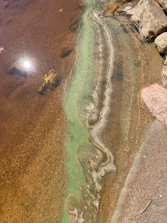 Sälevä (04.642.1.001)-Niurunniemi-ObsIMG-202507061214-686a3f033820d.png