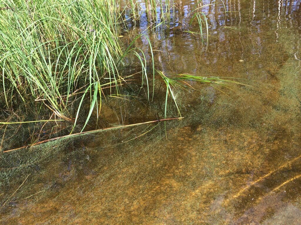 Saimaa (04.112.1.001)-Suvirannantie-ObsIMG-201807121136-28.jpeg