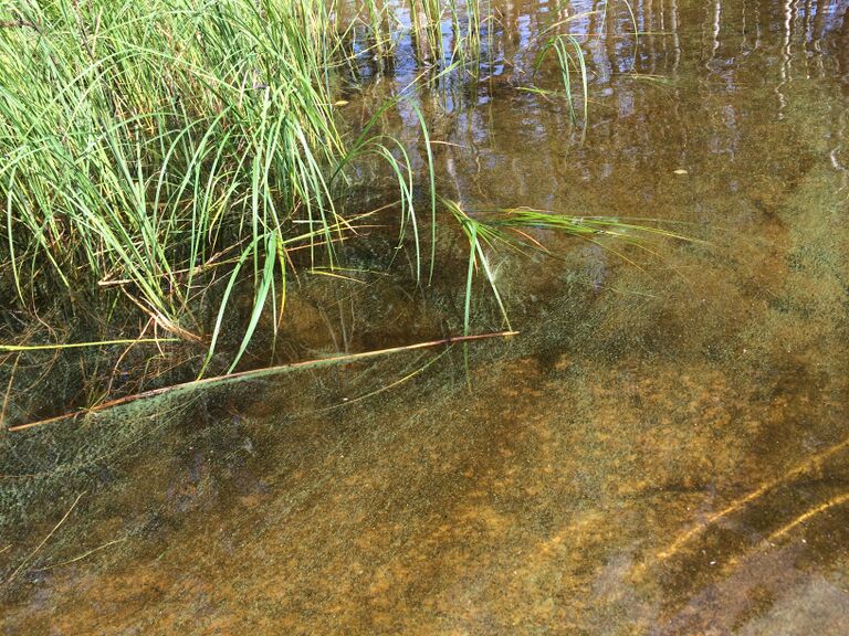 Saimaa (04.112.1.001)-Suvirannantie-ObsIMG-201807121136-28.jpeg