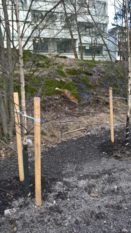 Välialue (81V052)-Tapiola - Pohjantie-ObsMAMMAL-201703221652-75.jpg