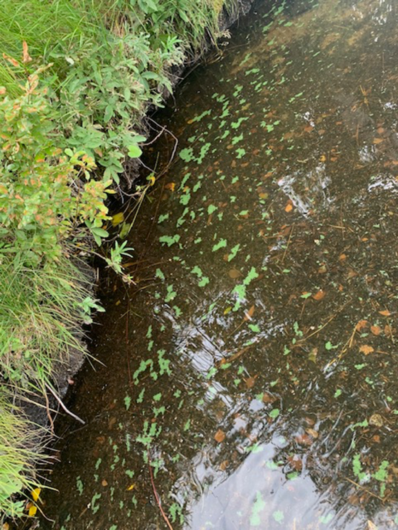 Valkeinen (14.628.1.002)-Valkeinen-ObsIMG-202509011156-1756717606794.png