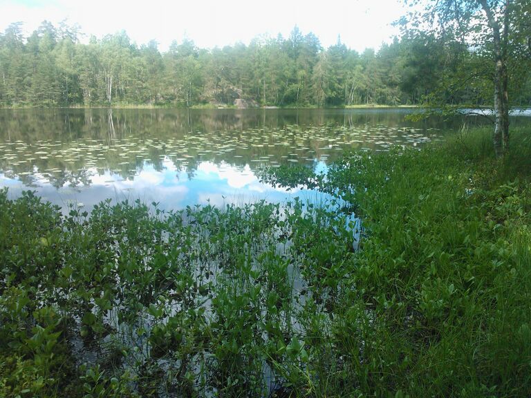 Korsolampi Raate vesikasvi.jpg