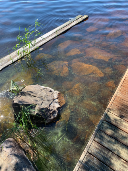 Tiedosto:Pielinen (04.411.1.001)-Porosaari-ObsALG-202406261049-667bc8d7465b2.png