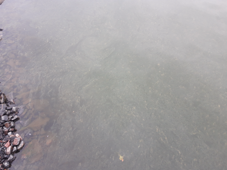 Pyhäjärvi (34.031.1.001)-Valtakunnallinen sinileväseuranta (Katismaan uimaranta)-ObsALG-202308300745-64eec968c1c56.png