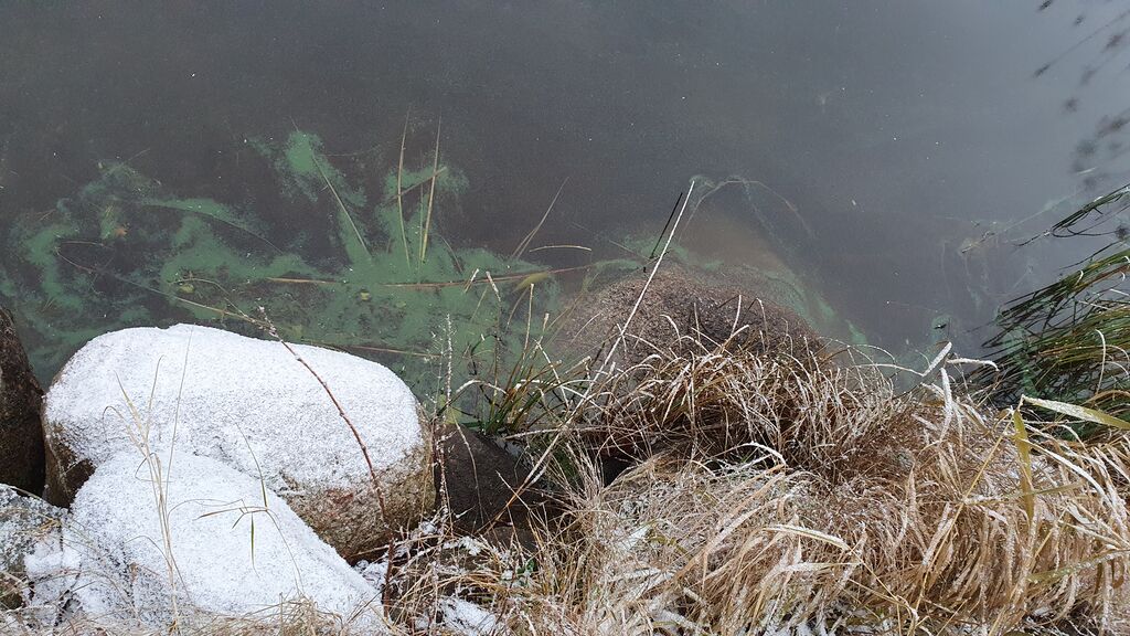 Saimaa (04.112.1.001)-Havaintopaikka 2-ObsIMG-202011281348-63.jpg