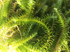 Valkjärvi (23.074.1.006)/Havaintopaikka 1