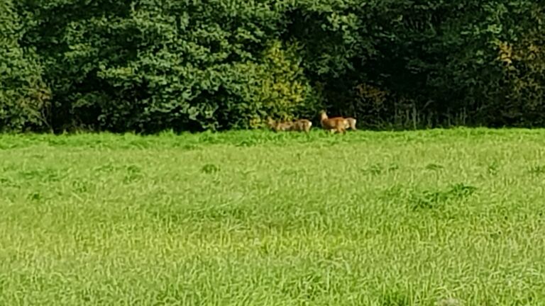 21092020 Uddaksen sataman peurat.jpg