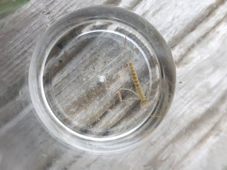 Flicksländelarv lillholmen.jpg