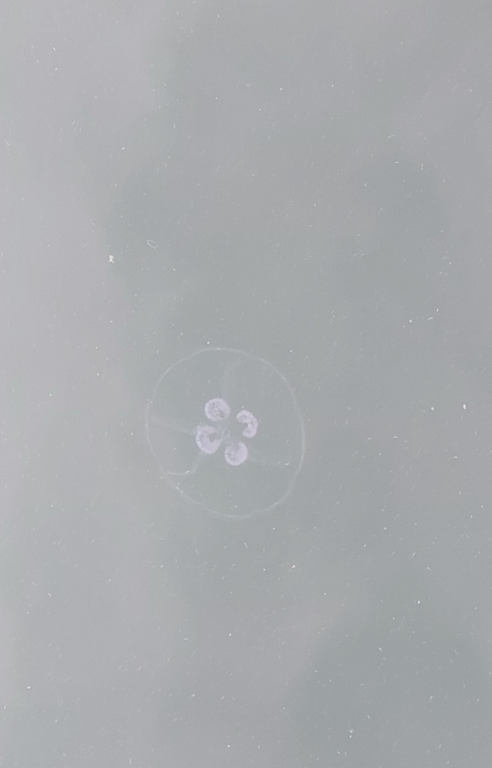 Houtskarin pääsaarten vesialue-Näsby-ObsJELLY-202208011600-62ea1f1ce1688.png