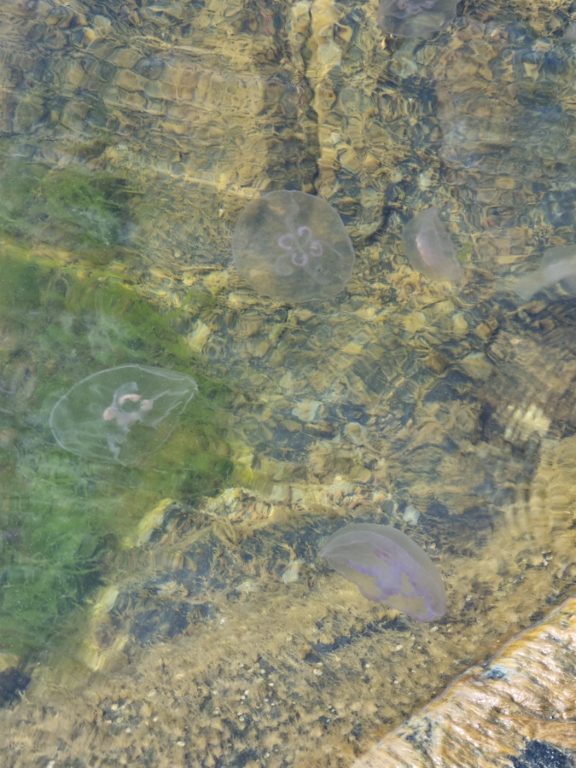 Inkoo Degerö-Kallioniemi-ObsIMG-202209251316-633047120c393.png