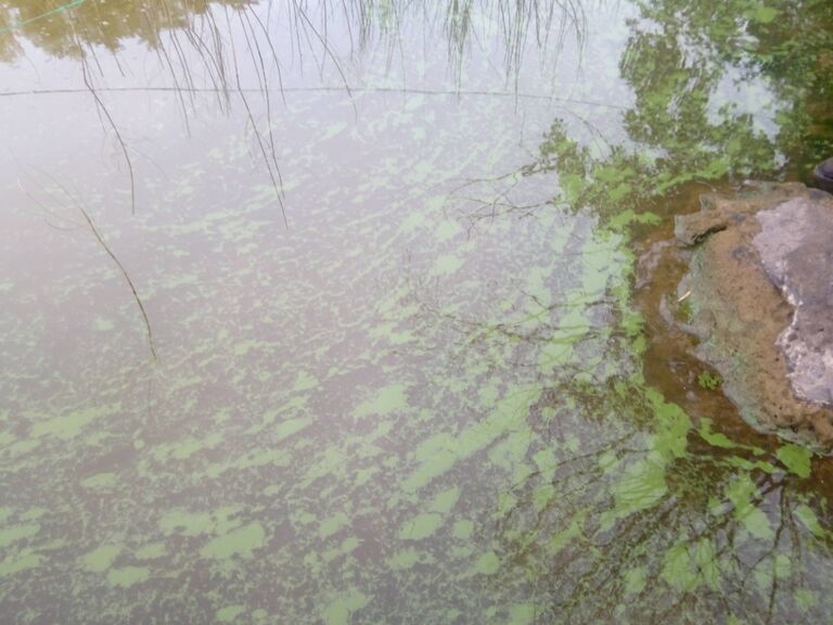 Jalanti (35.281.1.002)-Vuoltee-ObsIMG-201909030752-17.jpg