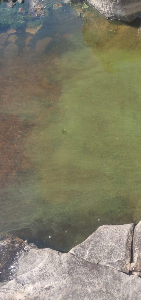 Kallavesi (yhd.)-Saunasaari-ObsIMG-202006221349-94.jpg