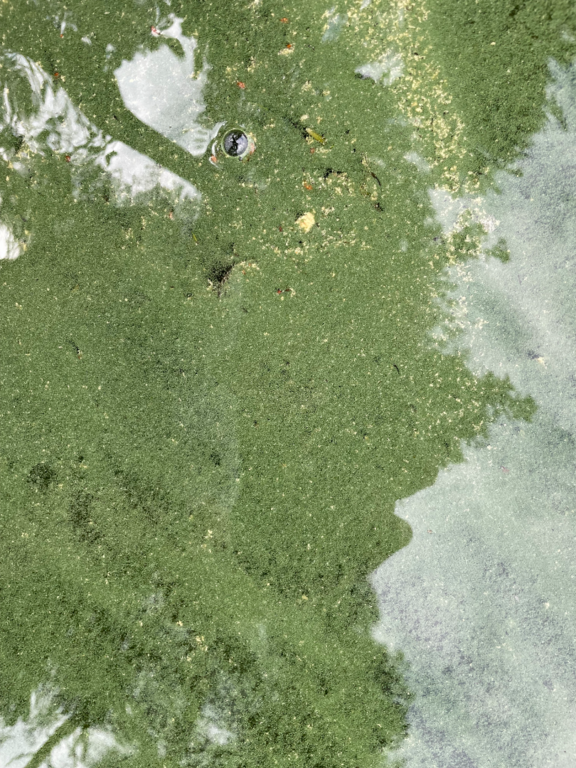 Keitele (yhd.)-Luotokoto, Vihijärvi , Suniiainen-ObsIMG-202506281008-6860ea5fa1a7c.png