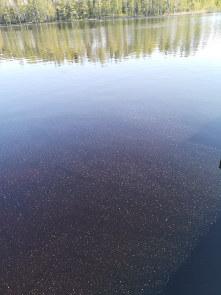 Tiedosto:Kuojärvi (14.929.1.017)-Havaintopaikka 1-ObsIMG-202305201051-64687c059d7b2.png