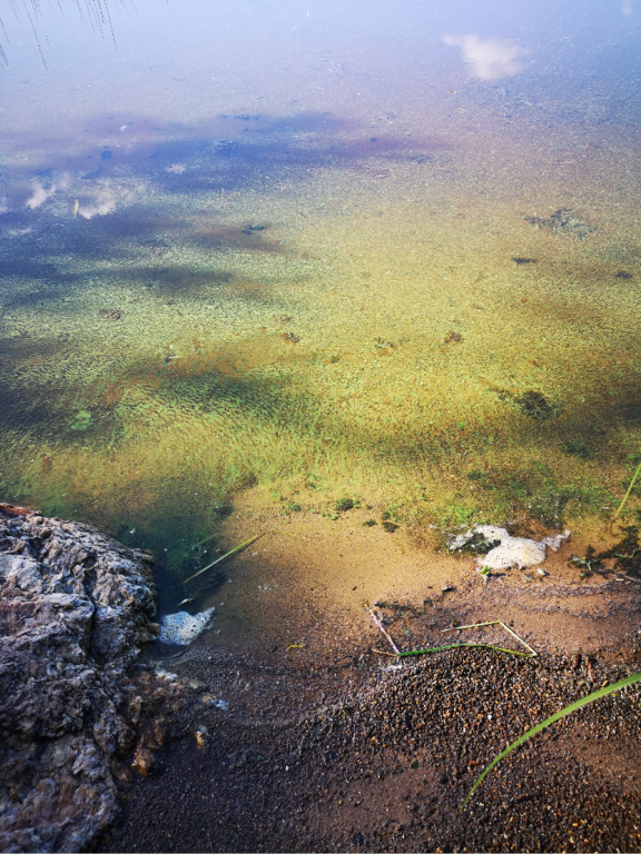 Lappajärvi (47.031.1.001)-Viitaniemi-ObsALG-202307101907-64ac2d3b59498.png