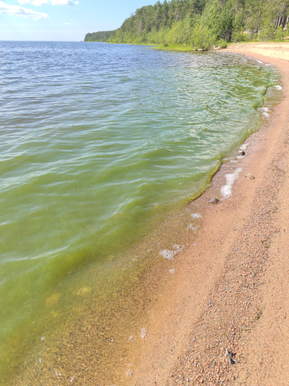 Oulujärvi (yhd.)-Kuoston saari-ObsIMG-202106291522-60db1150d8e40.png