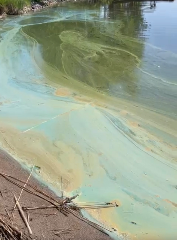 Ukonvesi (Saimaa) (04.151.1.001)-Koivukummunpolku-ObsALG-202306191415-649038e662dee.png