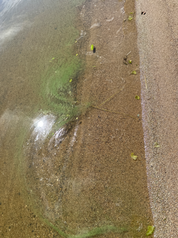 Ukonvesi (Saimaa) (04.151.1.001)-Koivukummunpolku-ObsALG-202307111335-64ad3077b329b.png