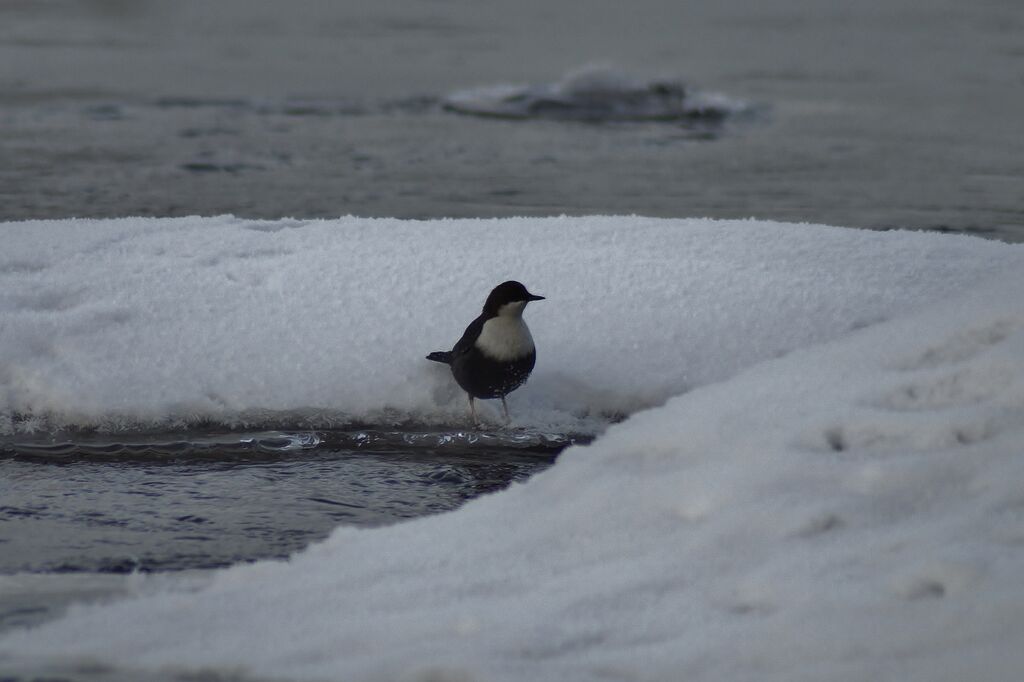 Vatianjärvi (14.331.1.001)-Kuusaankoski-ObsBIRD-201611291805-69.jpg