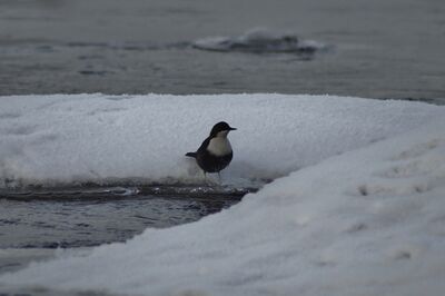 Vatianjärvi (14.331.1.001)-Kuusaankoski-ObsBIRD-201611291805-69.jpg