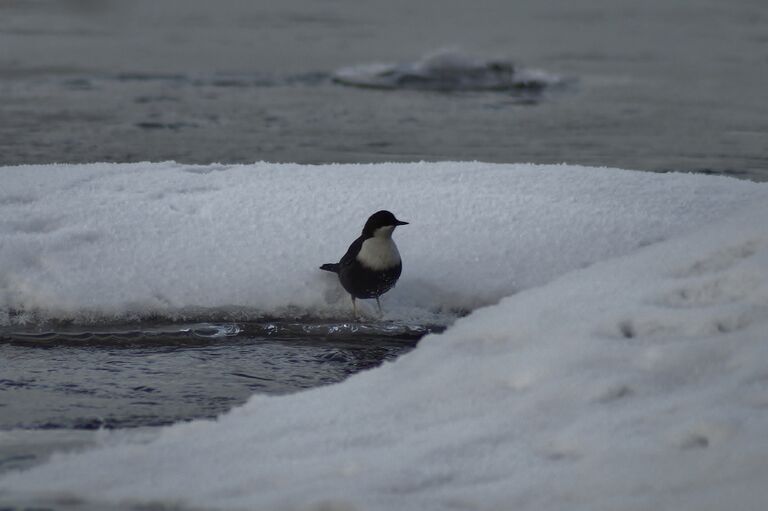 Vatianjärvi (14.331.1.001)-Kuusaankoski-ObsBIRD-201611291805-69.jpg