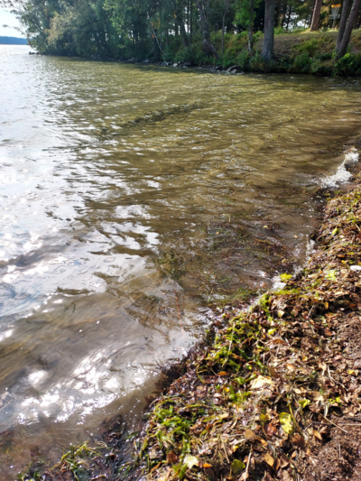 Vesijärvi (14.241.1.001)-Valtakunnallinen sinileväseuranta (pohjoisosa)-ObsIMG-202509101425-1757503661373.png