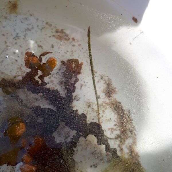 Tiedosto:32498339 924606011027446 1928921274931740672 n.jpg