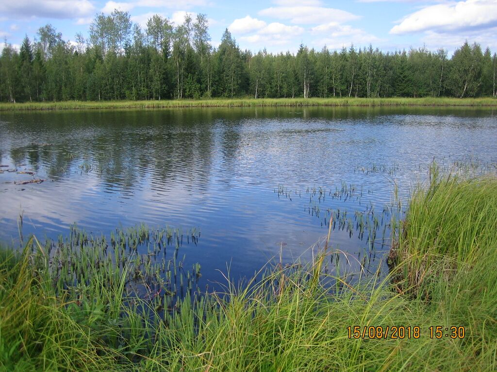 Honkilampi etelasta.JPG