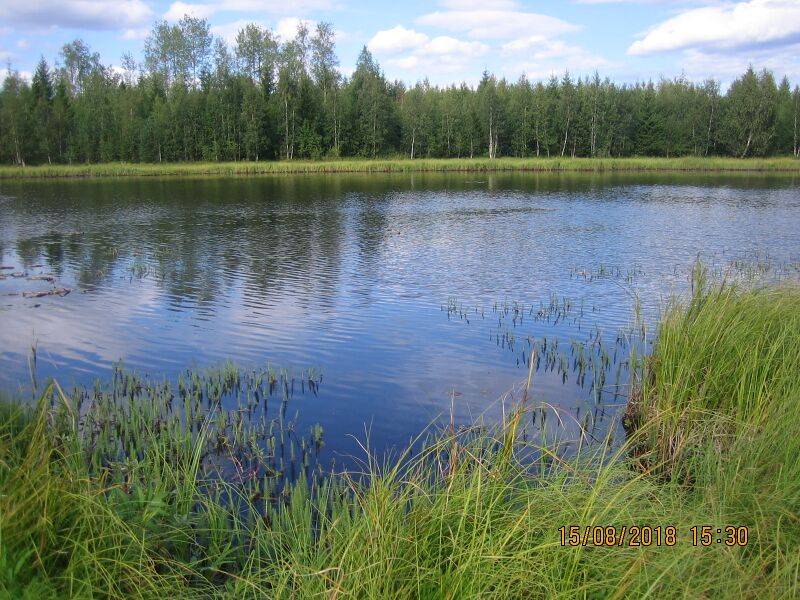 Tiedosto:Honkilampi etelasta.JPG