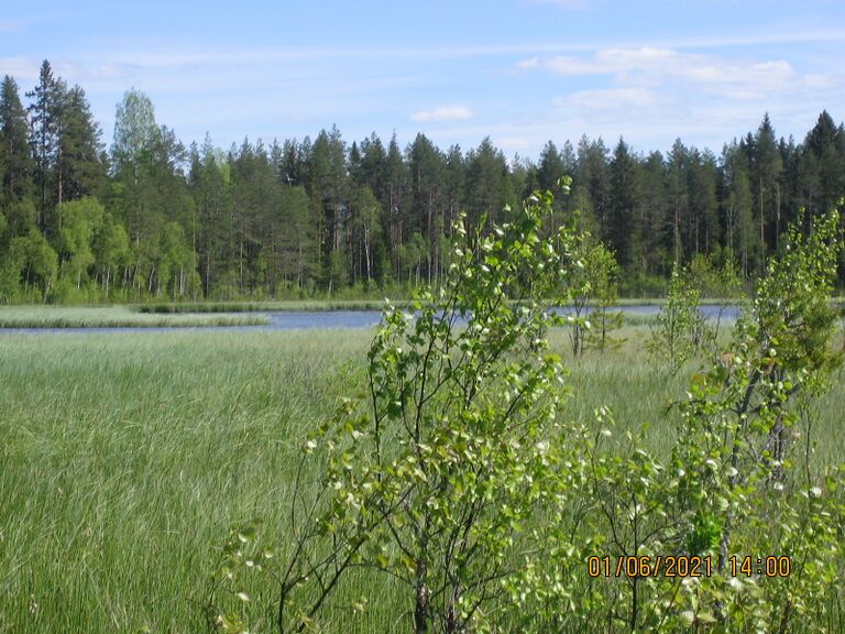 Kalapudas Kotilampi zoom.JPG