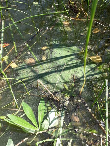 Tiedosto:Näsijärvi (yhd.)-Lahdenpohja, Kannistonlahti, Ylinen, Ylöjärvi-ObsALG-201907121041-19.jpg