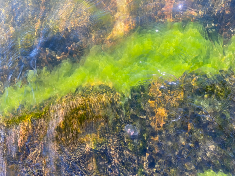 Havainto-Klovharun, Pellinge -ObsIMG-202407251730-66a3c01e6078e.png