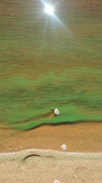 Tiedosto:Kemijärvi (yhd.)-Räisälä hiekkaranta-ObsIMG-201807011917-11.jpeg